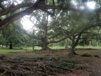 giardino botanico di Peradeniya