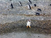 Video pinguinera