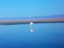 Flamingo nella Laguna Chaxa